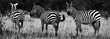B&W Three zebras graze in grasslands