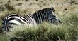 Zebra peaking out of high grasses while grazing in the Serengeti