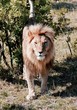 Male lion in Kenya