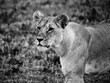 Black & White female lioness in the Serengeti