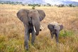 Mother and child elephant walking in Serengeti