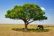 Large elephants grazes under even larger tree in Kenya