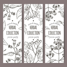 Three Labels With Belladonna, Quinine Or Jesuit Bark And Common Hawthorn Sketch.