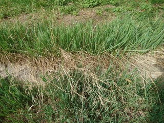 grass in the field