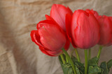 Fototapeta Tulipany - Fresh tender pink tulips in a vase with violet paper and ribbon bow on the background of linen fabric, copy space