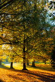 Fototapeta Krajobraz - The beautiful colors of autumn/fall leaves.  Taken in Cardiff, South Wales, UK