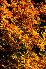 Wall Mural - The beautiful colors of autumn/fall leaves.  Taken in Cardiff, South Wales, UK