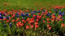 Each Spring Texas Highways, And Rural Roads Explode With The Colors Of Spring, As Texas Bluebonnets And Indian Paintbrush Blooms Blanket The Landscape.  Segment 3 Of 4, Slow Motion And Up To 4K 30fps