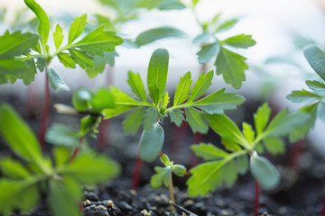 Sticker - Seedlings of flowers tagetes