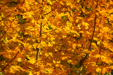 Wall Mural - The beautiful colors of autumn/fall leaves.  Taken in Cardiff, South Wales, UK