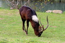 Nile Lechwe (Kobus Megaceros) Male Antelope