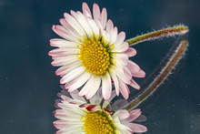 Daisy Wild Flower With Pink Edges To White Petals