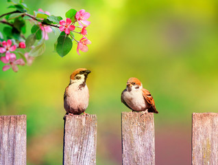 natural background with birds and chicks sparrows sitting on a wooden fence in a rustic garden surrounded by apple-tree flowers th spring day