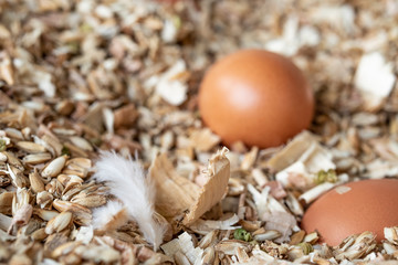 Hühner Nest mit Eiern und Federn Nestwärem