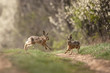European hare, lepus europaeus