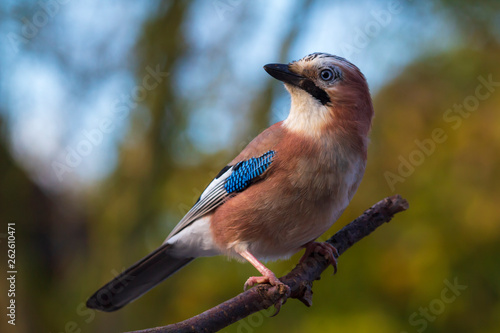 Cuadros en Lienzo Eurasian jay bird (Garrulus glandarius) perched on a branch, Autumn colors