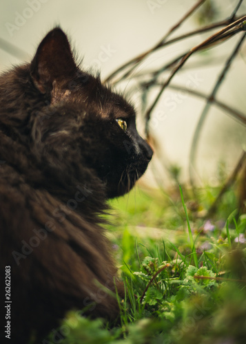 Close Up And Toned Portrait Of Tomcat Chantilly Tiffany