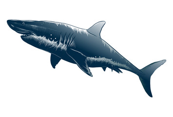 Vector drawing of shark in black color, isolated on white background. Graphic illustration, hand drawing. Drawing for posters, decoration and print. Vector illustration