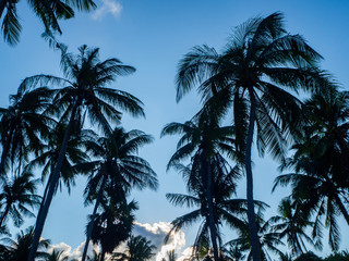 silhouettes of trees against the blue sky and multi-colored clouds. koh phangan thailand
