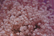 background white and pink flowers