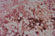 background white and pink flowers