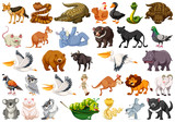 Fototapeta Pokój dzieciecy - Set of wild animals