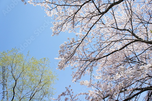 桜 枠 枝 枠線 さくら 便箋 満開 開花 白 ピンク位 Stock Photo Adobe Stock