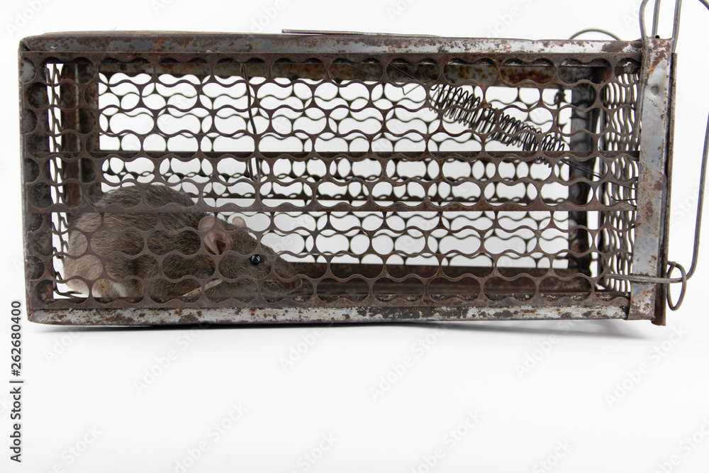 Rat in cage mousetrap on white background, Mouse finding a way out of ...