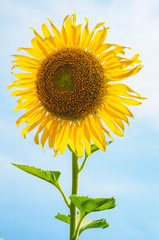 Wall Mural - Sunflowers blooming  on blue sky background ,fresh & daylight summer concept.