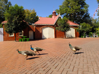 Wall Mural - Gold Reef City, Johannesburg, South Africa