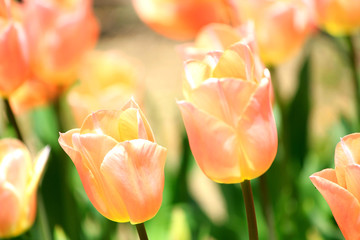 Sticker - pink tulips in the garden