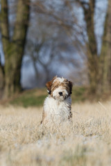 Wall Mural - Tibbet Terrier Welpe im Schnee