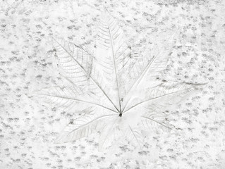 Wall Mural - Tree leaf of tropical plant in printed on concrete surface for background