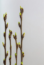 Branches Of Bird Cherry With Open Buds On A Light Background.