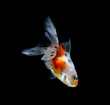 © freedom_naruk - goldfish isolated on a dark black background