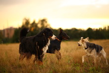 Three Dogs Husky And Bernese Mountain Dog And Doberman At Walk On Yellow Meadow In Sunset