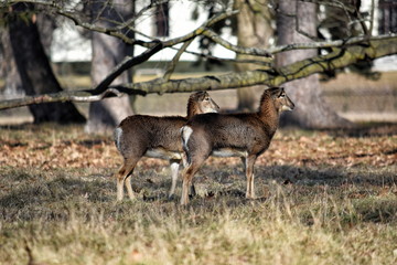 Wall Mural - Mouflon Females Looking and Focusing on Ovis Aries Musimon