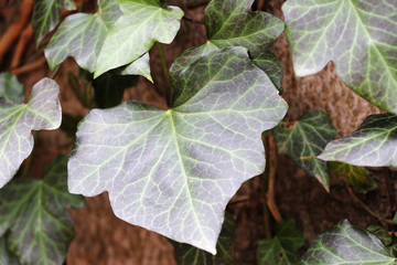 Wall Mural - leaves of hedera helix