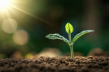 Wall Mural - small plant growing in morning light at garden. concept earth day