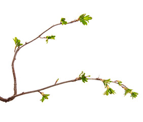a branch of currant bush with young leaves on an isolated white background.