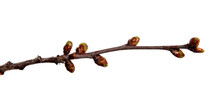 Cherry Fruit Tree Branch With Swollen Buds On An Isolated White Background.