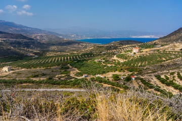 olive plantation on the Crete,Greece