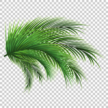 Palm Leaves. Green Leaf Of Palm Tree On Transparent Background. Floral Background. 