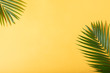 Green tropical palm leaves on yellow background with sunlight. Minimal summer creative flat lay.