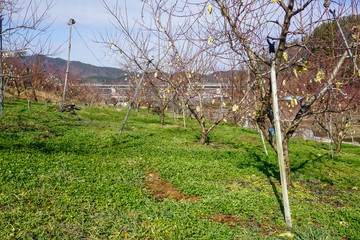 Agriculture in South Korea. Tree branches support with special sticks