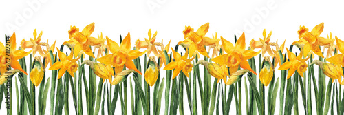 Fotomural border with watercolor yellow narcissus