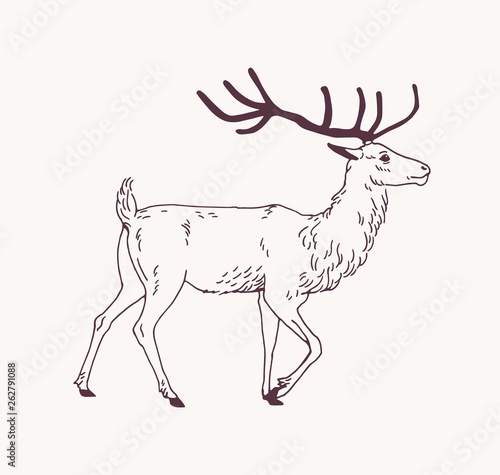 Elegant Outline Drawing Of Walking Male Deer Reindeer Or Stag