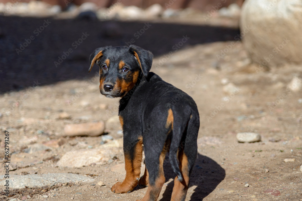 Rottweiler German Shepherd Mix Puppies