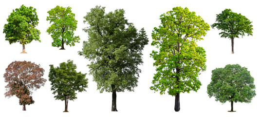 Aufkleber - big collecttion of tree on white background 