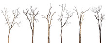 Collection Of Dead Trees Silhouettes Isolated On White Background
